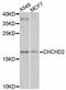 Coiled-coil-helix-coiled-coil-helix domain-containing protein 2, mitochondrial antibody, A3429, ABclonal Technology, Western Blot image 