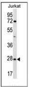 Olfactory Receptor Family 6 Subfamily T Member 1 antibody, AP53099PU-N, Origene, Western Blot image 