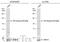 Phosphatidylinositol-4,5-Bisphosphate 3-Kinase Catalytic Subunit Delta antibody, GTX133757, GeneTex, Western Blot image 