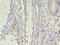 Apelin Receptor antibody, A58098-100, Epigentek, Immunohistochemistry paraffin image 