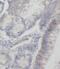 PH Domain And Leucine Rich Repeat Protein Phosphatase 2 antibody, FNab06399, FineTest, Immunohistochemistry frozen image 