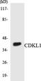 Cyclin Dependent Kinase Like 1 antibody, LS-C291791, Lifespan Biosciences, Western Blot image 
