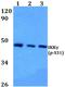 Inhibitor Of Nuclear Factor Kappa B Kinase Regulatory Subunit Gamma antibody, A00874S31, Boster Biological Technology, Western Blot image 