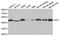 Isocitrate Dehydrogenase (NADP(+)) 1, Cytosolic antibody, A2169, ABclonal Technology, Western Blot image 