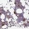 Striatin 4 antibody, NBP1-93433, Novus Biologicals, Immunohistochemistry paraffin image 