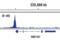 ETS Proto-Oncogene 1, Transcription Factor antibody, 14069S, Cell Signaling Technology, Chromatin Immunoprecipitation image 