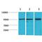 Signal Transducer And Activator Of Transcription 2 antibody, LS-C387820, Lifespan Biosciences, Western Blot image 
