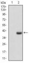 CD7 Molecule antibody, GTX60756, GeneTex, Western Blot image 