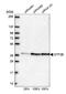 General Transcription Factor IIB antibody, NBP2-34143, Novus Biologicals, Western Blot image 