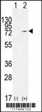 Nucleolin antibody, 55-982, ProSci, Western Blot image 