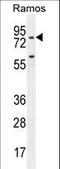 Phosphodiesterase 4B antibody, LS-C163470, Lifespan Biosciences, Western Blot image 