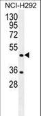 Tripartite Motif Containing 72 antibody, LS-C160212, Lifespan Biosciences, Western Blot image 