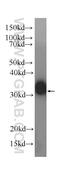 Interferon Lambda 2 antibody, 60270-1-Ig, Proteintech Group, Western Blot image 