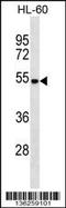 Cryptochrome Circadian Regulator 2 antibody, LS-C167063, Lifespan Biosciences, Western Blot image 