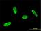 SRY-Box 8 antibody, H00030812-M01, Novus Biologicals, Immunocytochemistry image 