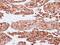 Keratin 7 antibody, PA5-29033, Invitrogen Antibodies, Immunohistochemistry frozen image 