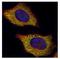 VPS28 Subunit Of ESCRT-I antibody, NBP2-20870, Novus Biologicals, Immunofluorescence image 