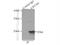 Crystallin Alpha B antibody, 15808-1-AP, Proteintech Group, Immunoprecipitation image 