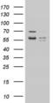 Metadherin antibody, LS-C338870, Lifespan Biosciences, Western Blot image 