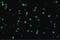 Regulatory Associated Protein Of MTOR Complex 1 antibody, PA5-20125, Invitrogen Antibodies, Immunofluorescence image 
