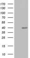 Ubiquitin Recognition Factor In ER Associated Degradation 1 antibody, LS-C339119, Lifespan Biosciences, Western Blot image 