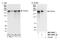 THO Complex 2 antibody, NBP2-04055, Novus Biologicals, Western Blot image 