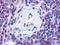 Purinergic Receptor P2Y13 antibody, NLS1619, Novus Biologicals, Immunohistochemistry frozen image 