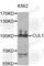 Cullin 1 antibody, A2136, ABclonal Technology, Western Blot image 