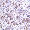 Interferon Regulatory Factor 4 antibody, MA5-16382, Invitrogen Antibodies, Immunohistochemistry frozen image 