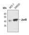 JunB Proto-Oncogene, AP-1 Transcription Factor Subunit antibody, PA5-17266, Invitrogen Antibodies, Western Blot image 