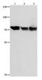 Putative endoplasmin-like protein antibody, PA5-49706, Invitrogen Antibodies, Western Blot image 