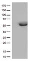 CD33 Molecule antibody, CF506237, Origene, Western Blot image 