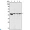 Mitogen-Activated Protein Kinase Kinase 2 antibody, LS-C812699, Lifespan Biosciences, Western Blot image 