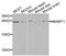 N-6 Adenine-Specific DNA Methyltransferase 1 antibody, abx005435, Abbexa, Western Blot image 