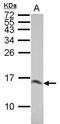 Galectin 1 antibody, PA5-27455, Invitrogen Antibodies, Western Blot image 