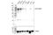 Zinc Finger MIZ-Type Containing 1 antibody, 89500S, Cell Signaling Technology, Western Blot image 