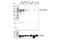 Zinc Finger MIZ-Type Containing 1 antibody, 89500S, Cell Signaling Technology, Western Blot image 