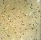 BCL6 Corepressor antibody, LS-C100540, Lifespan Biosciences, Immunohistochemistry frozen image 
