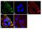 Pannexin 2 antibody, 42-2900, Invitrogen Antibodies, Immunofluorescence image 