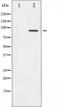 Adducin 1 antibody, abx010351, Abbexa, Western Blot image 