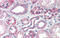 Tripartite Motif Containing 68 antibody, 25-497, ProSci, Immunohistochemistry paraffin image 
