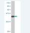 Tax1 Binding Protein 3 antibody, H00030851-M02, Novus Biologicals, Western Blot image 