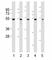 NFKB Inhibitor Epsilon antibody, F53341-0.4ML, NSJ Bioreagents, Western Blot image 