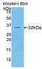 Protein Kinase C Eta antibody, LS-C296112, Lifespan Biosciences, Western Blot image 