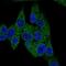 Phosphodiesterase 3B antibody, NBP2-55308, Novus Biologicals, Immunofluorescence image 