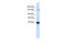 Immunoglobulin Superfamily Member 9 antibody, 26-421, ProSci, Western Blot image 