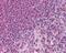 Inducible T Cell Costimulator antibody, 49-679, ProSci, Immunohistochemistry frozen image 