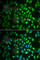 Fumarylacetoacetate Hydrolase antibody, A6586, ABclonal Technology, Immunofluorescence image 