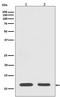 Histone Cluster 4 H4 antibody, M14495-2, Boster Biological Technology, Western Blot image 