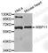 WW Domain Binding Protein 11 antibody, A3437, ABclonal Technology, Western Blot image 